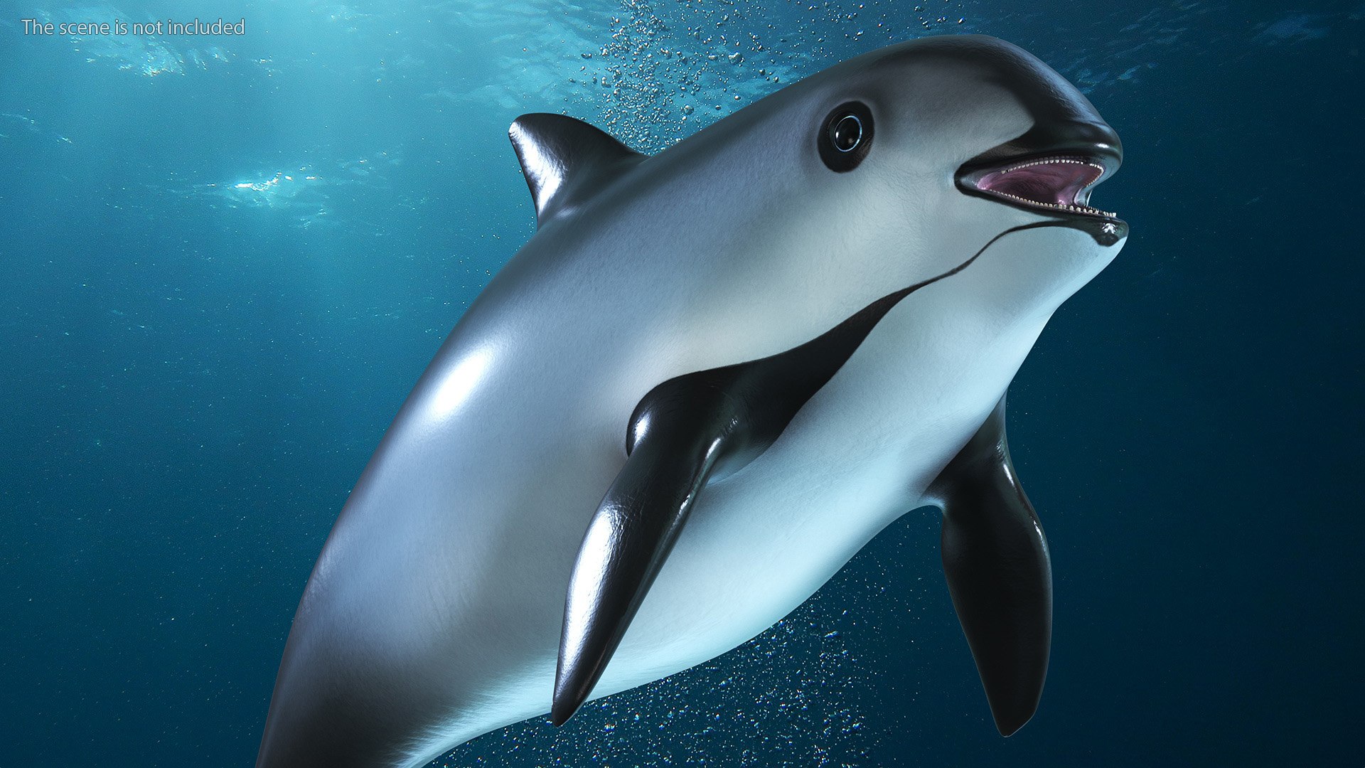 Smallest Cetacean Vaquita Rigged for Cinema 4D 3D https://p.turbosquid.com/ts-thumb/w9/H6roxm/bq/smallestcetaceanvaquitariggedforcinema4dvray3dmodel008/jpg/1709934303/1920x1080/fit_q87/4540ad88bca5c648b5d410fd5896204070ca8c31/smallestcetaceanvaquitariggedforcinema4dvray3dmodel008.jpg