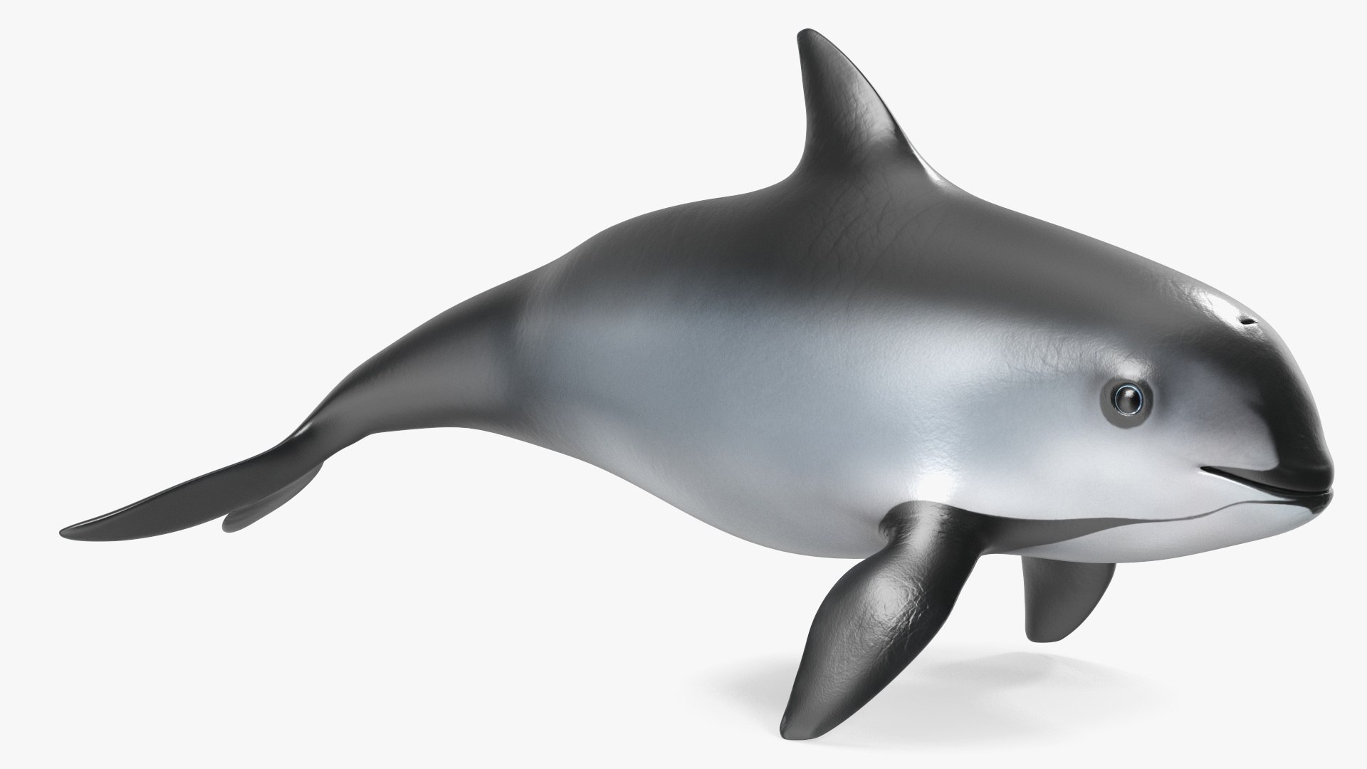 Smallest Cetacean Vaquita Rigged for Cinema 4D 3D https://p.turbosquid.com/ts-thumb/w9/H6roxm/bw/smallestcetaceanvaquitariggedforcinema4dvray3dmodel029/jpg/1709934400/1920x1080/fit_q87/673c7130481dcfb9e300c249d7625f393cee2bfa/smallestcetaceanvaquitariggedforcinema4dvray3dmodel029.jpg
