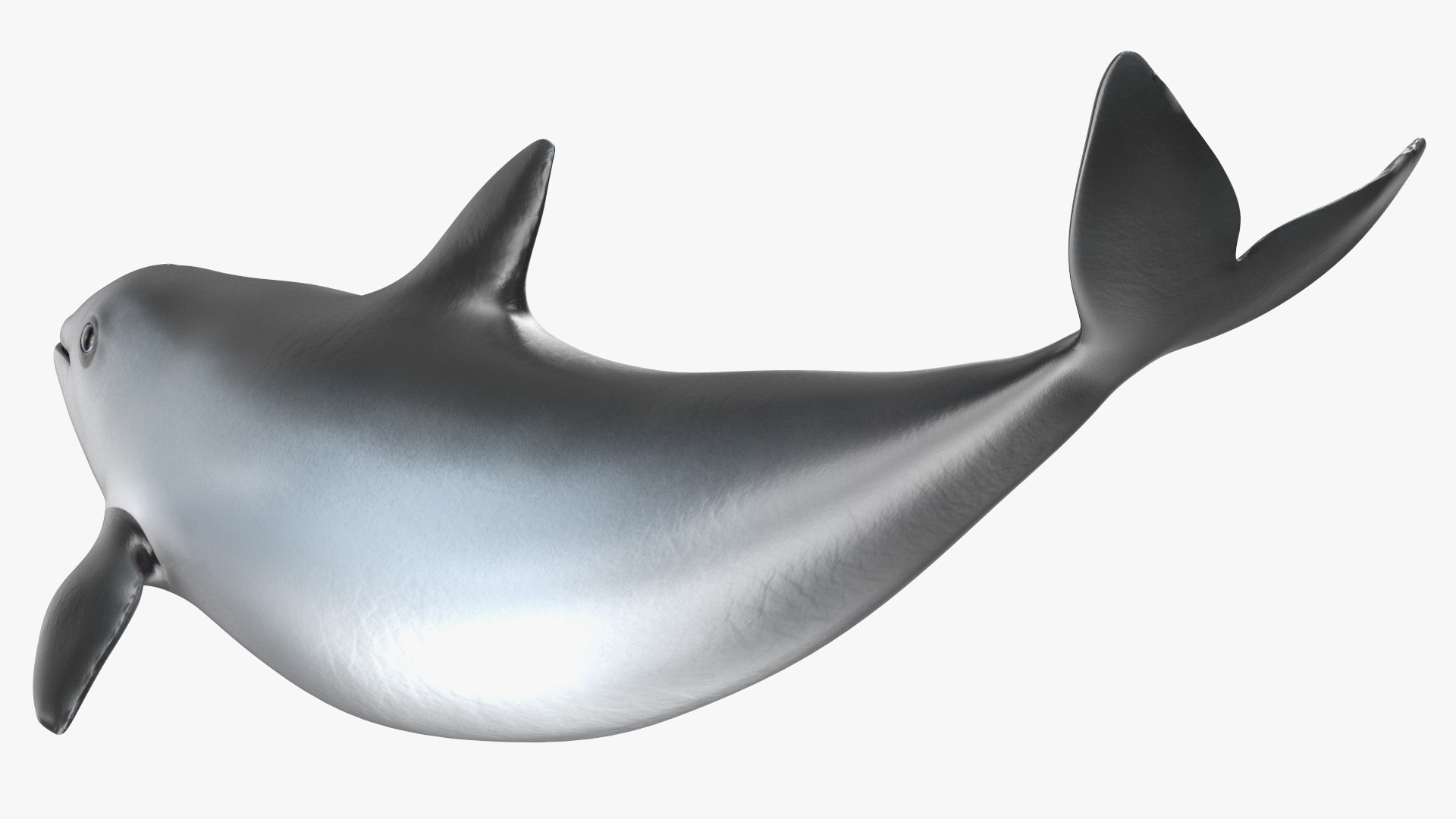Smallest Cetacean Vaquita Rigged for Cinema 4D 3D https://p.turbosquid.com/ts-thumb/w9/H6roxm/kR/smallestcetaceanvaquitariggedforcinema4dvray3dmodel025/jpg/1709934382/1920x1080/fit_q87/3f0916829d81ef44fa4ce5a6cb68c19a29001aaa/smallestcetaceanvaquitariggedforcinema4dvray3dmodel025.jpg
