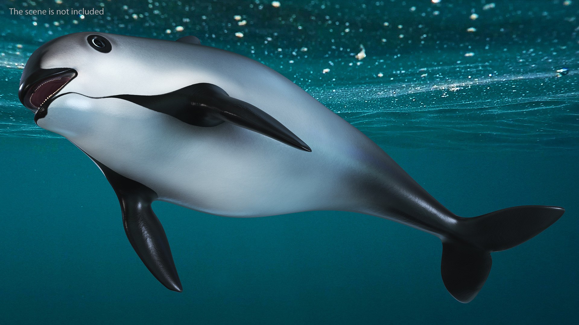 Smallest Cetacean Vaquita Rigged for Cinema 4D 3D https://p.turbosquid.com/ts-thumb/w9/H6roxm/lD/smallestcetaceanvaquitariggedforcinema4dvray3dmodel006/jpg/1709934295/1920x1080/fit_q87/c7dfd78171a9949f36b99f69d9c59b52b9d6349b/smallestcetaceanvaquitariggedforcinema4dvray3dmodel006.jpg