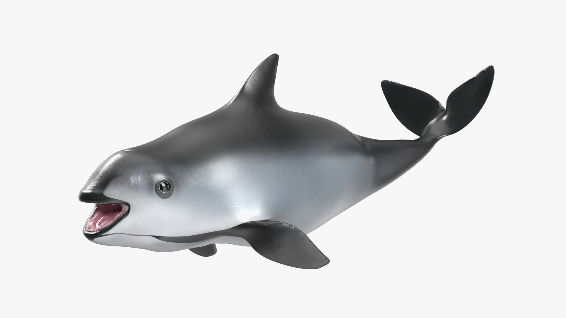 Smallest Cetacean Vaquita Rigged for Cinema 4D 3D model preview