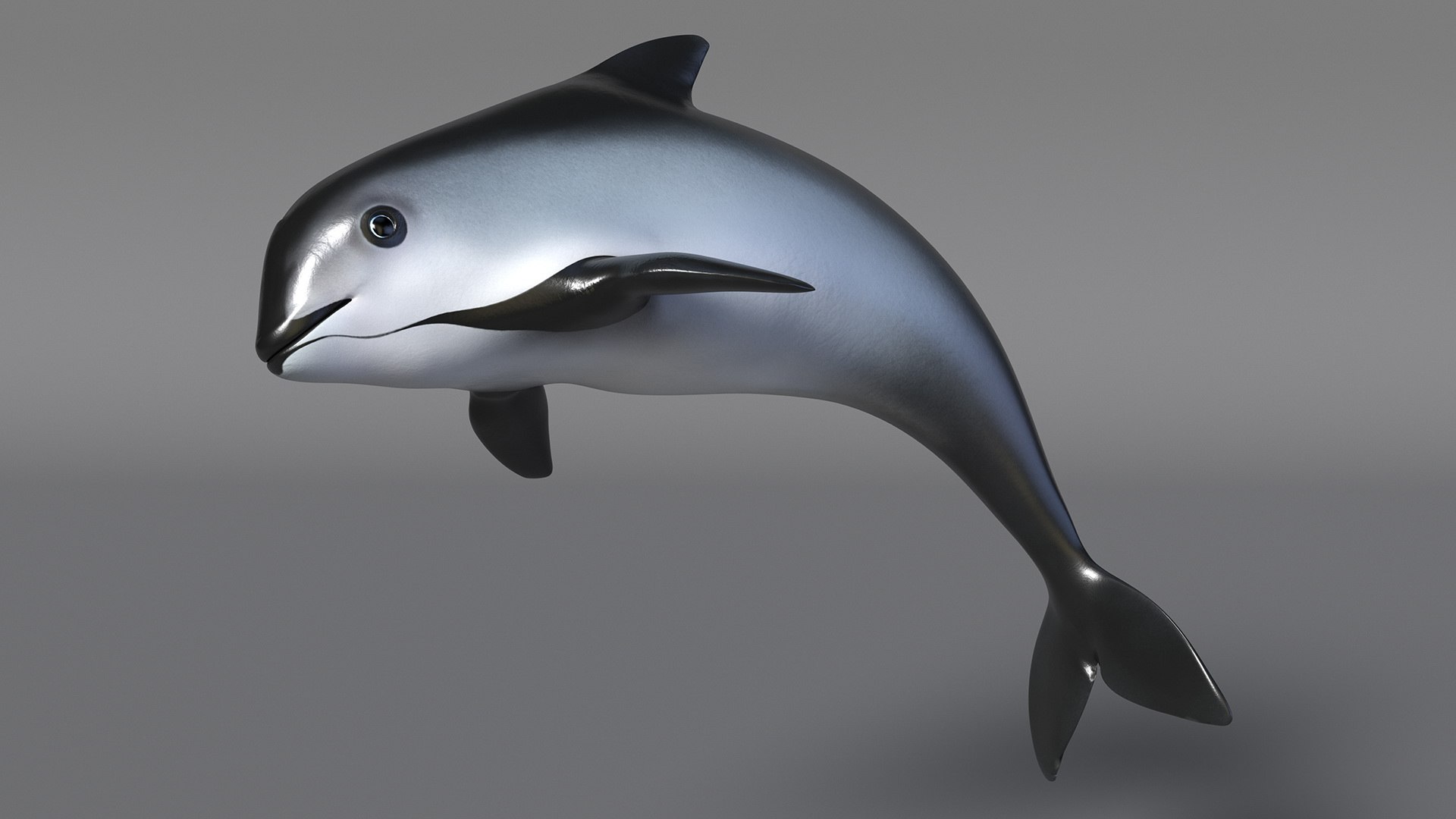 Smallest Cetacean Vaquita Rigged for Cinema 4D 3D https://p.turbosquid.com/ts-thumb/w9/H6roxm/nt/smallestcetaceanvaquitariggedforcinema4dvray3dmodel021/jpg/1709934365/1920x1080/fit_q87/e2dad90fc9175798f0642a3b024d0997d3c62c7f/smallestcetaceanvaquitariggedforcinema4dvray3dmodel021.jpg