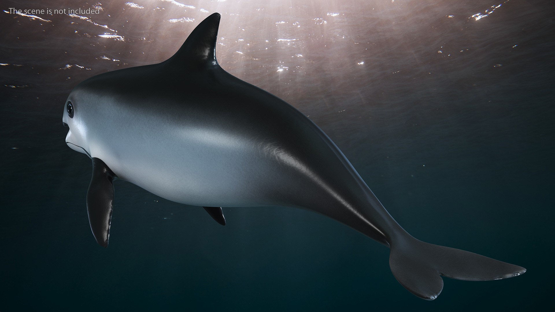 Smallest Cetacean Vaquita Rigged for Cinema 4D 3D https://p.turbosquid.com/ts-thumb/w9/H6roxm/ye/smallestcetaceanvaquitariggedforcinema4dvray3dmodel005/jpg/1709934290/1920x1080/fit_q87/8998e2a4f60acb94e76c46228c5d2b6f7aeee04e/smallestcetaceanvaquitariggedforcinema4dvray3dmodel005.jpg
