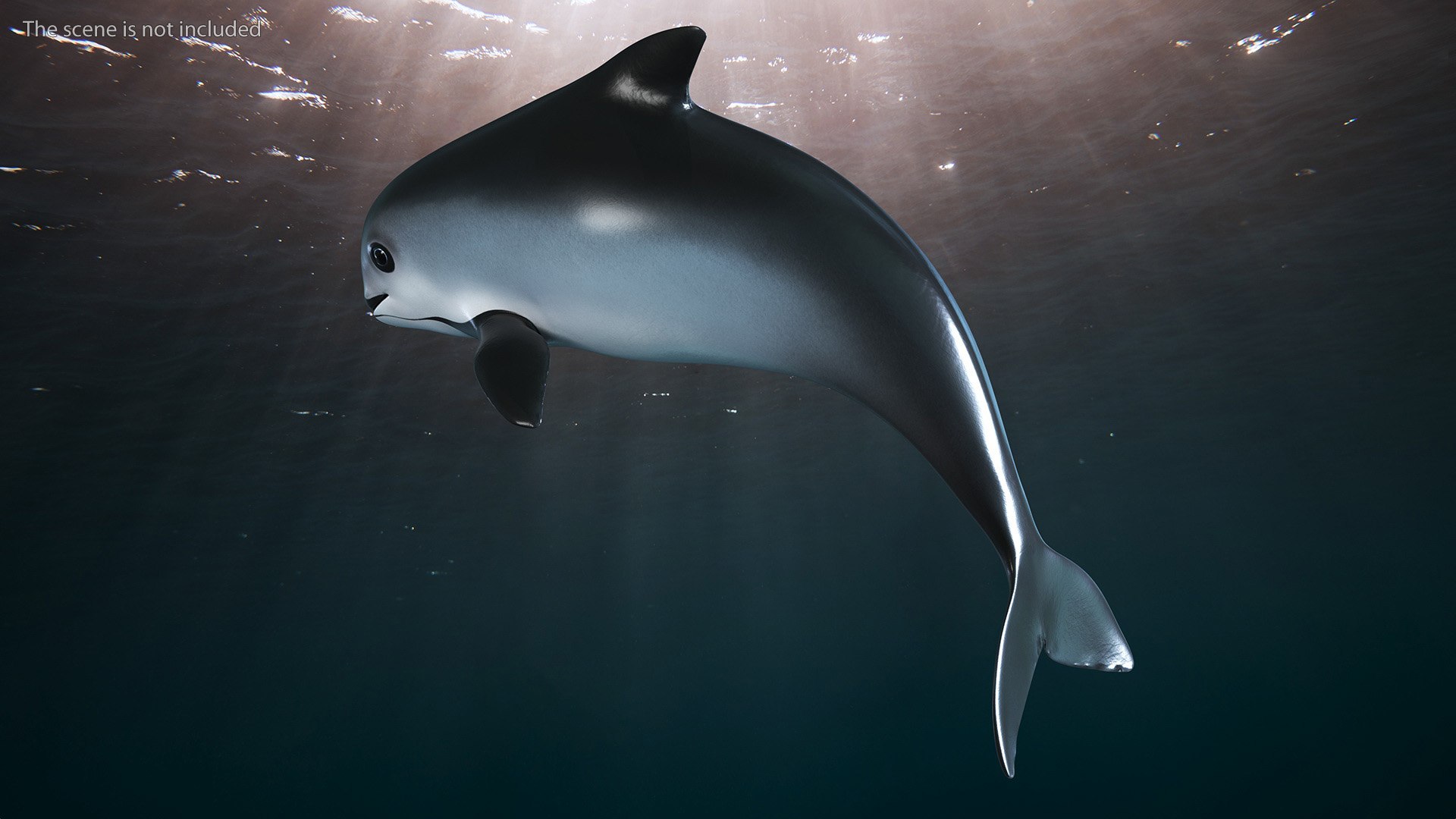 Smallest Cetacean Vaquita Rigged for Cinema 4D 3D https://p.turbosquid.com/ts-thumb/w9/H6roxm/z1/smallestcetaceanvaquitariggedforcinema4dvray3dmodel013/jpg/1709934327/1920x1080/fit_q87/9b826e7485b3fbd05e8f781d3ee4d1583f029bfa/smallestcetaceanvaquitariggedforcinema4dvray3dmodel013.jpg