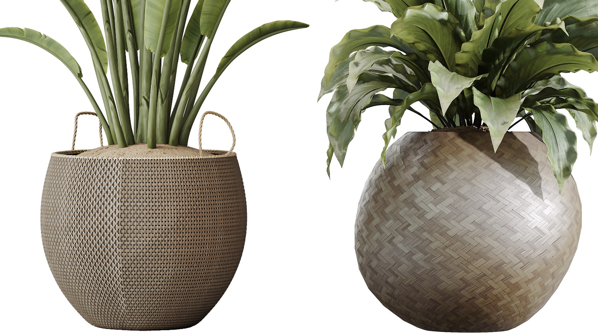 AV Indoor Plants Set 229 Wilsonii Olive and China Orange Tree and Bird Of Paradise and Peace Lily 3D model https://p.turbosquid.com/ts-thumb/w9/Md8oLg/Sm/06/png/1747813356/1920x1080/fit_q87/d234184d43ce73c9942c026b0be9e10703922f63/06.jpg
