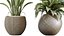 AV Zimmerpflanzen Set 229 Wilsonii Olive und China Orange Tree und Bird Of Paradise und Peace Lily