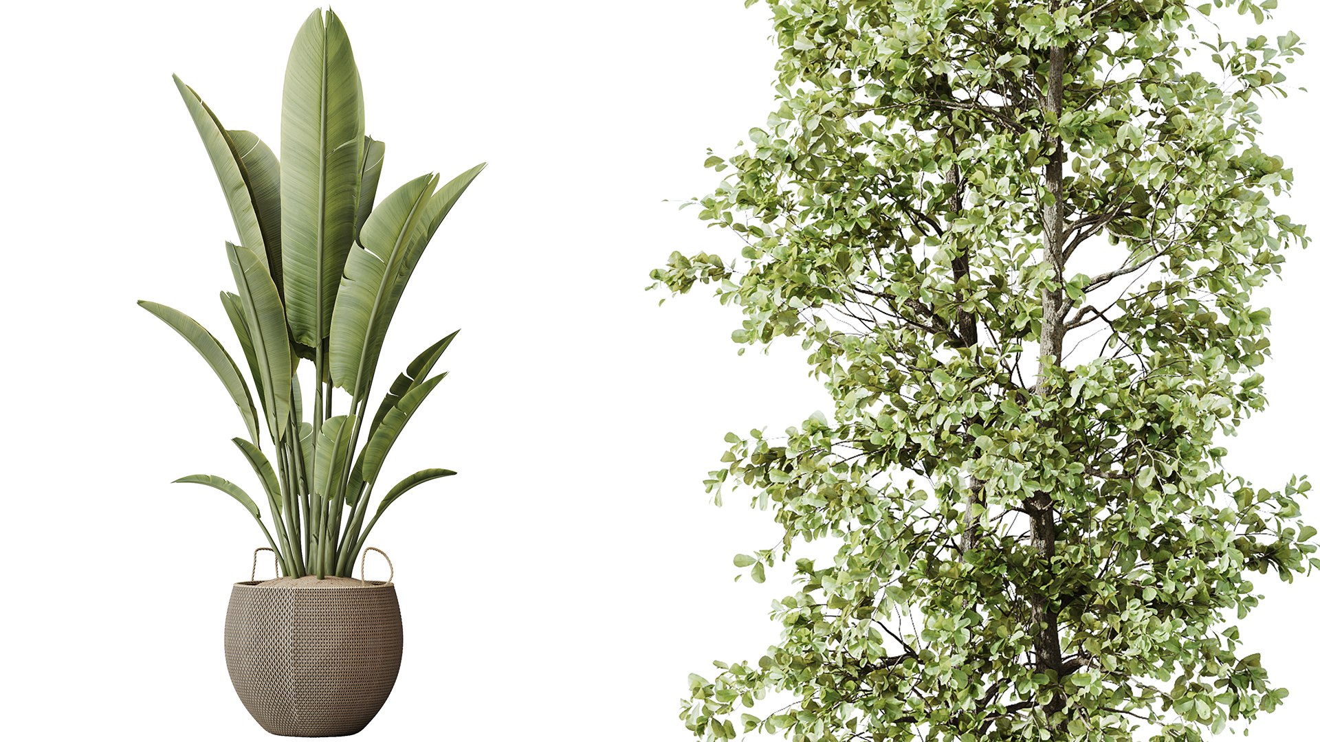 AV Indoor Plants Set 229 Wilsonii Olive and China Orange Tree and Bird Of Paradise and Peace Lily 3D model https://p.turbosquid.com/ts-thumb/w9/Md8oLg/Uz/04/png/1747813355/1920x1080/fit_q87/ca1c1e753fa3c173712b7a5e03ab75405ed57a09/04.jpg