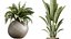 AV Zimmerpflanzen Set 229 Wilsonii Olive und China Orange Tree und Bird Of Paradise und Peace Lily