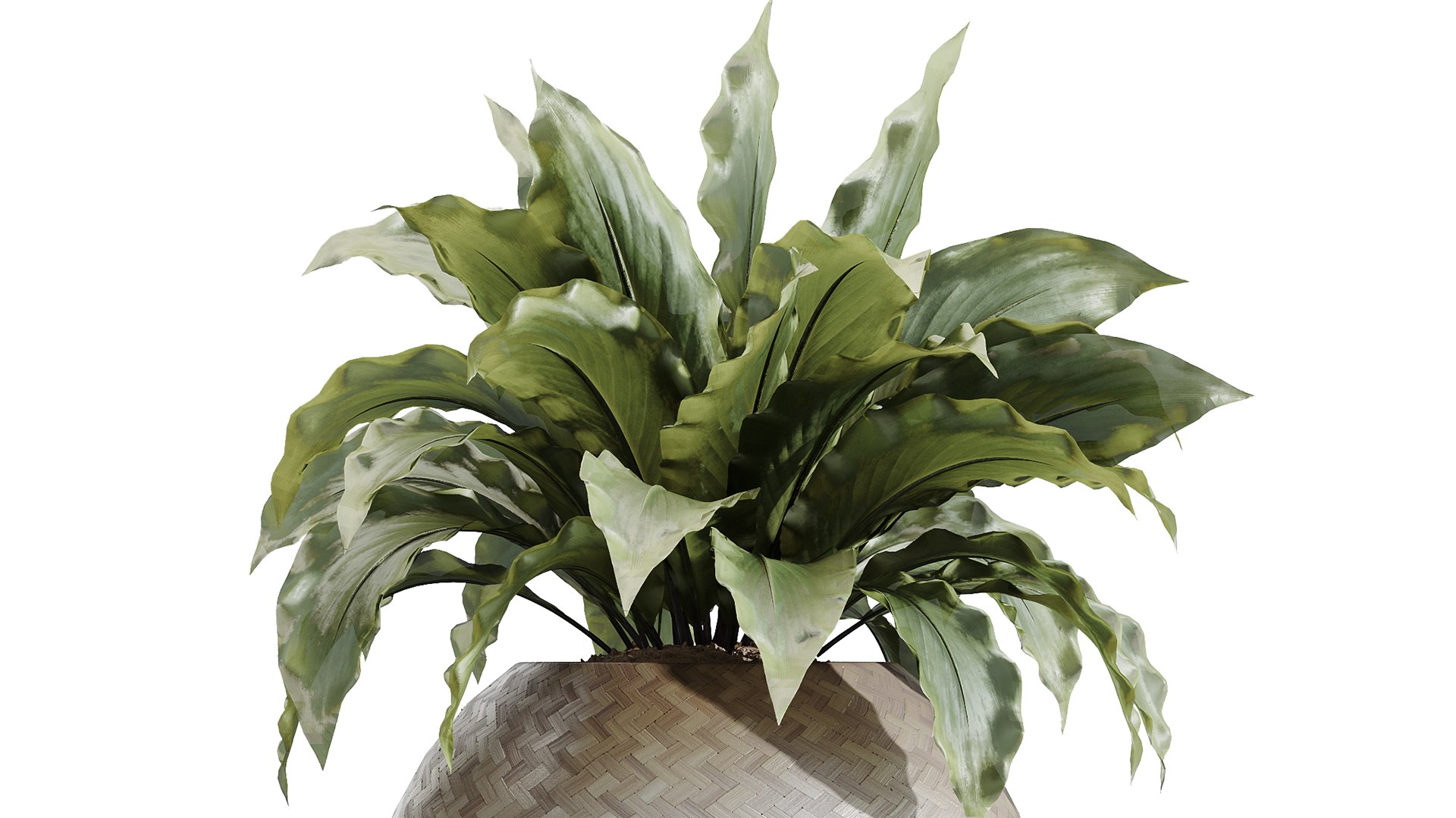 AV Indoor Plants Set 229 Wilsonii Olive and China Orange Tree and Bird Of Paradise and Peace Lily 3D model https://p.turbosquid.com/ts-thumb/w9/Md8oLg/sQ/05/png/1747813357/1920x1080/fit_q87/f1e395e94601e7358e6ec3a04f8069ab20d4449d/05.jpg