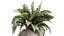 AV Zimmerpflanzen Set 229 Wilsonii Olive und China Orange Tree und Bird Of Paradise und Peace Lily