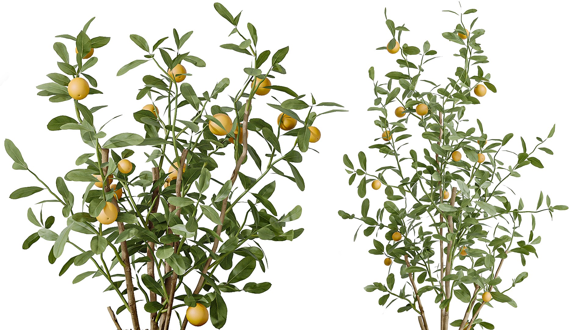 AV Indoor Plants Set 229 Wilsonii Olive and China Orange Tree and Bird Of Paradise and Peace Lily 3D model https://p.turbosquid.com/ts-thumb/w9/Md8oLg/zN/03/png/1747813355/1920x1080/fit_q87/63d9319c5a2b3303081da8a124e4a2d3f98d1b4d/03.jpg