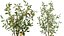 AV Zimmerpflanzen Set 229 Wilsonii Olive und China Orange Tree und Bird Of Paradise und Peace Lily