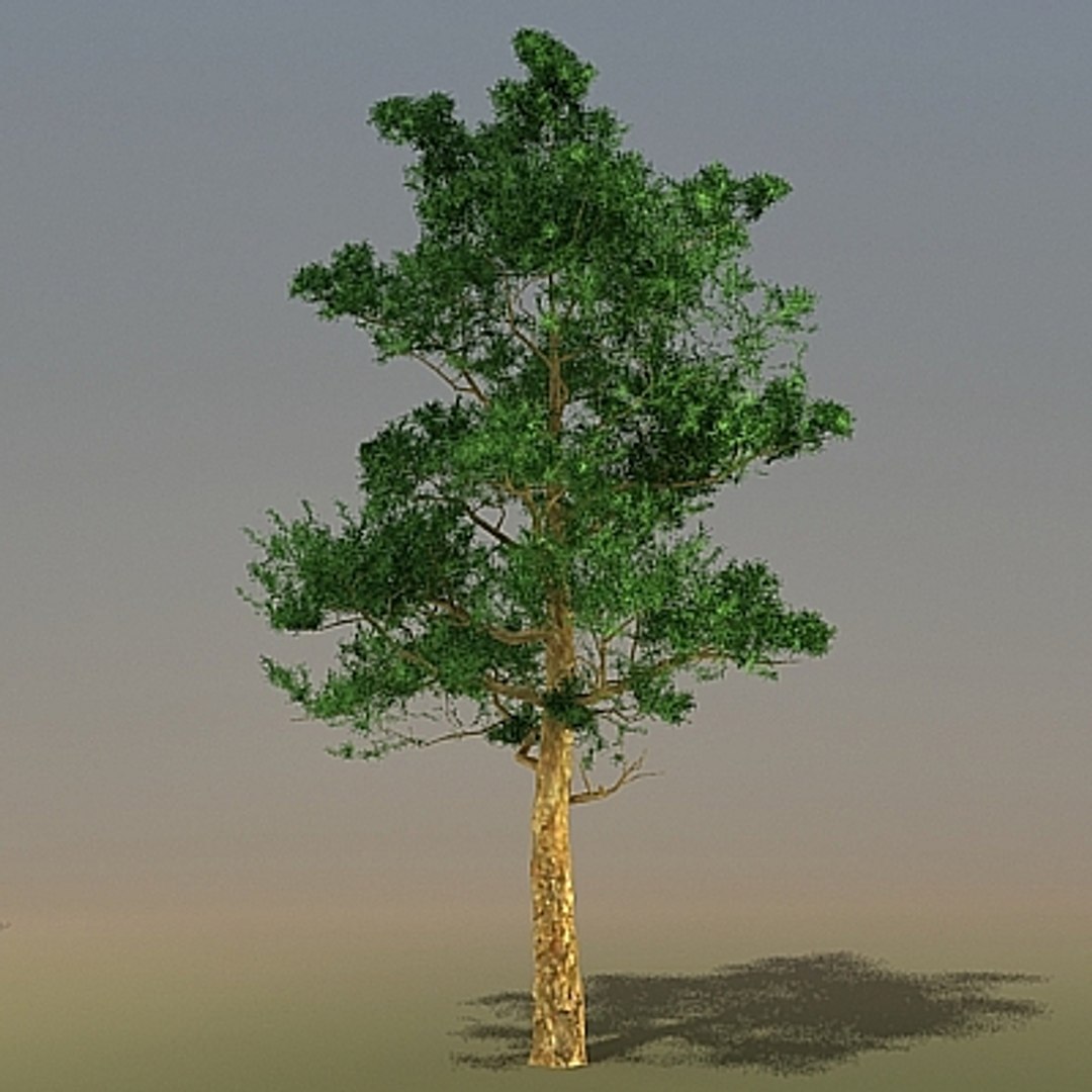 3d Model Trees Pinus