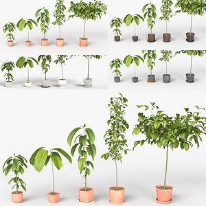 Collection of Avocado Trees - Plants Vol 06 3D model