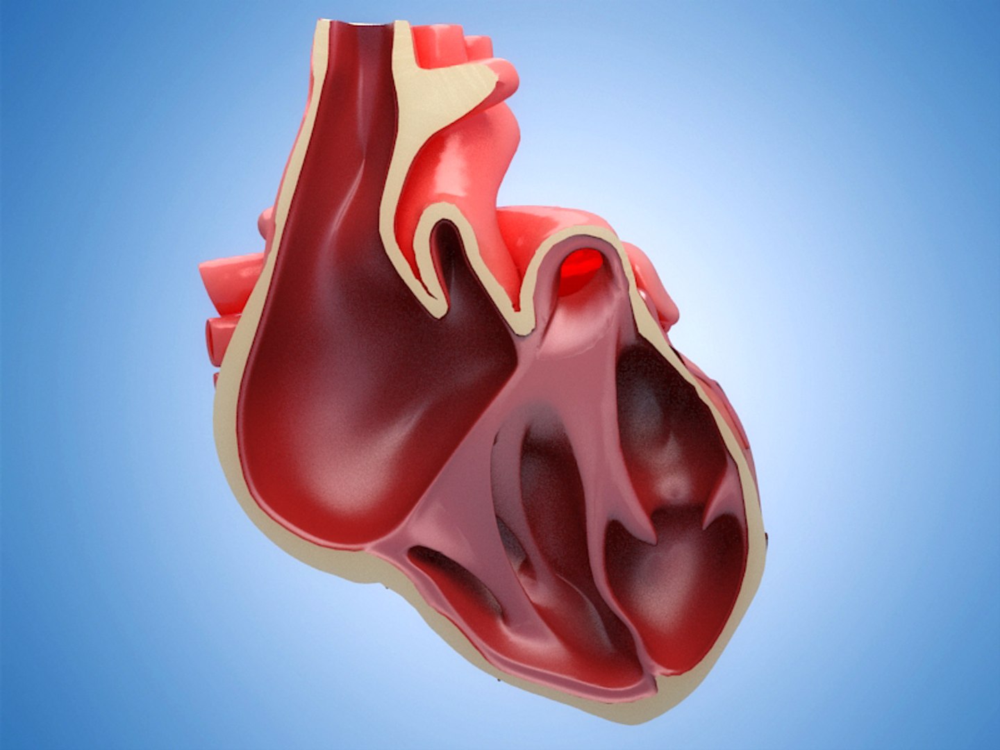 Anatomy Heart Sections Human Organs 3D Model - TurboSquid 1629724