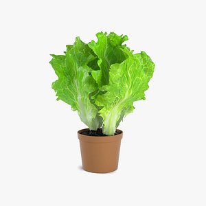 lettuce plant 3D