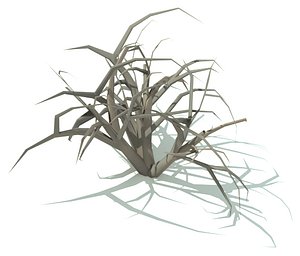 thorny bush ma
