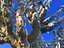 ALIEN FOREST 2 Animé