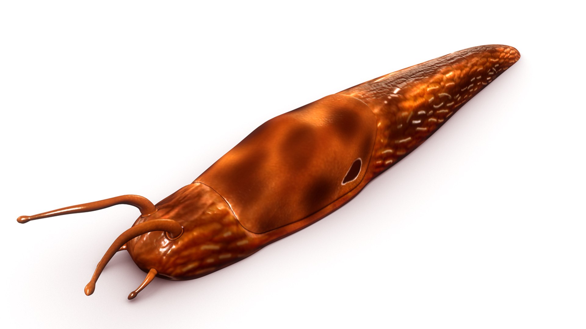 3d Limax