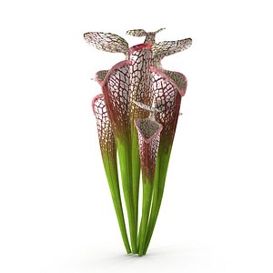 3D Sarracenia