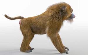 Baboon Monkey Hair Fur Rigged