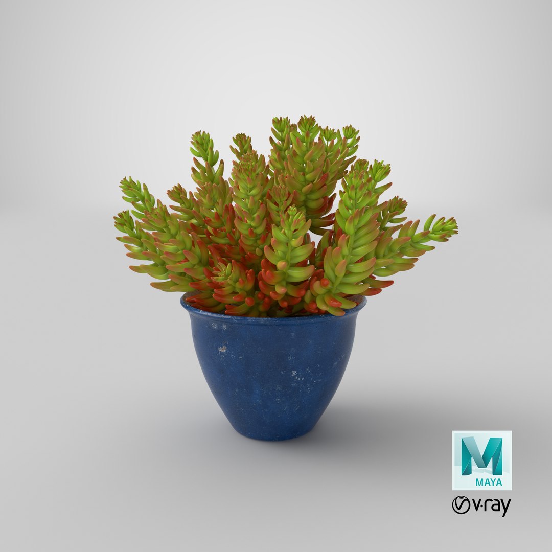 house plant 05 3D model https://p.turbosquid.com/ts-thumb/w9/pSWOFM/iPl0d456/stemcell_maya_vray_render/png/1544027260/1920x1080/fit_q87/1088b5b6a76c58098b1cde52c92453f6b8431c83/stemcell_maya_vray_render.jpg