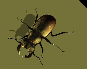 3d beetle