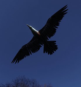 crow flying 3D