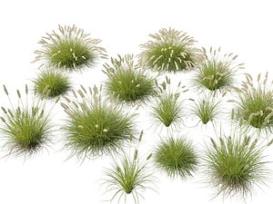 3D HighPolyLowPoly- Pennisetum alopecuroides Pennstripe - Swamp Foxtail Grass model