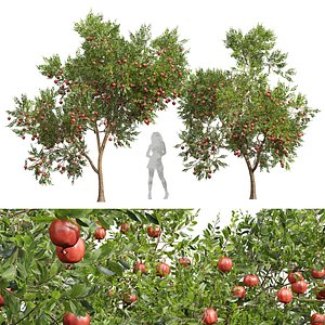 New Plant High detail Punica Granatum Pomegranate 3D