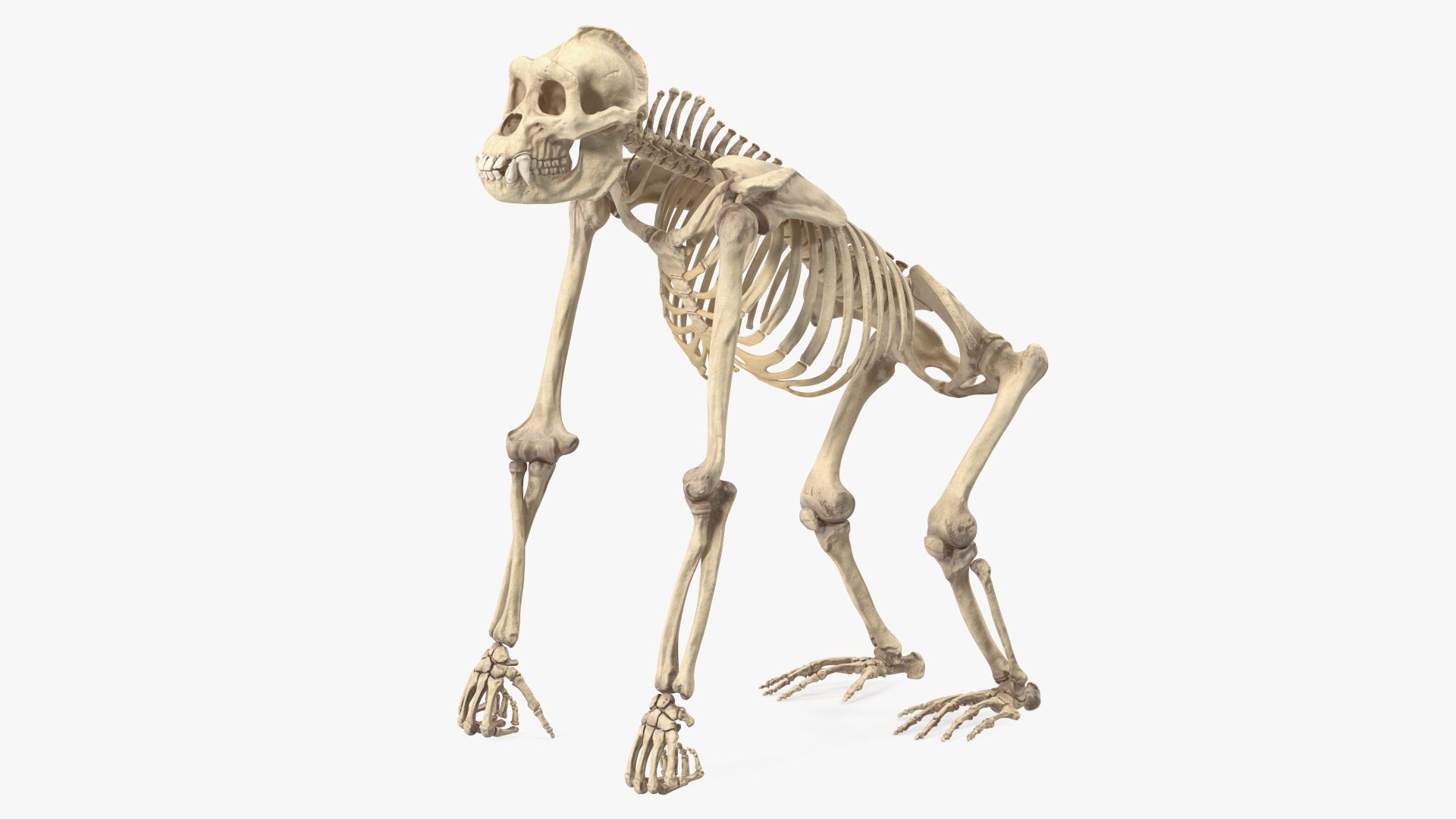 Articulated Gorilla Skeleton 3D model preview