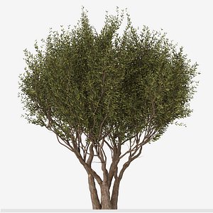 Set of Arbutus unedo or StrawberryTree - 2 Trees 3D model