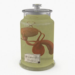 Male Genitalia in Old Glass Jar