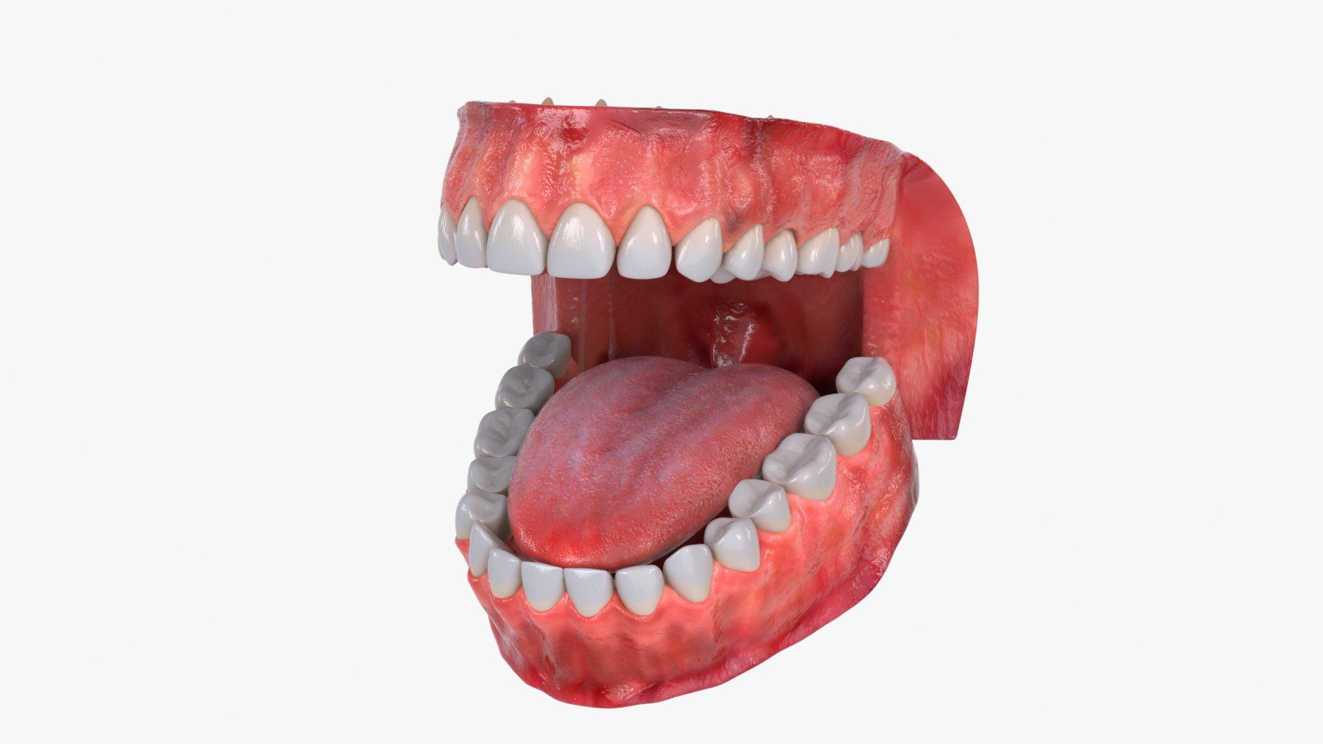 Mouth Teeth Tongue 3D model https://p.turbosquid.com/ts-thumb/wA/rpX59C/Dh/teeth_and_gums_main_pr_f_0098/jpg/1766084834/1920x1080/fit_q87/edab92920da00aae9caa7209b5ebfa4f0ece6b65/teeth_and_gums_main_pr_f_0098.jpg