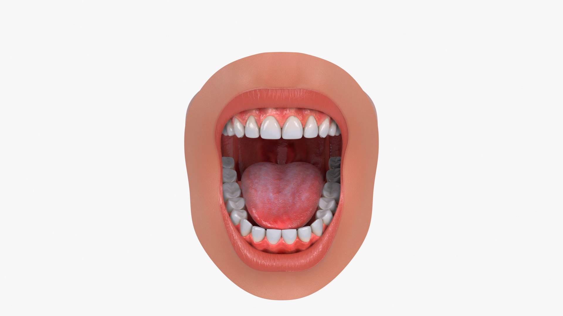 Mouth Teeth Tongue 3D model https://p.turbosquid.com/ts-thumb/wA/rpX59C/GT/mouth_teeth_tongue_main_pr_f_0097/jpg/1766084264/1920x1080/fit_q87/336b1a7dd1099c68a5f5f5fc7e25a538149a4fab/mouth_teeth_tongue_main_pr_f_0097.jpg