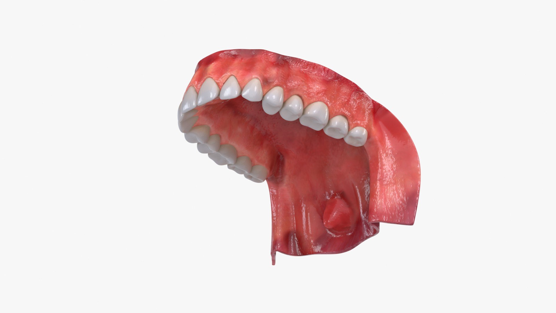 Mouth Teeth Tongue 3D model https://p.turbosquid.com/ts-thumb/wA/rpX59C/PE/human_upper_jaw_with_teeth_main_pr_f_0147/jpg/1766085249/1920x1080/fit_q87/c8e16dfa45393a01cbaf14e1787c2ecb8d928c02/human_upper_jaw_with_teeth_main_pr_f_0147.jpg