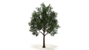 Orange Tree 3d model