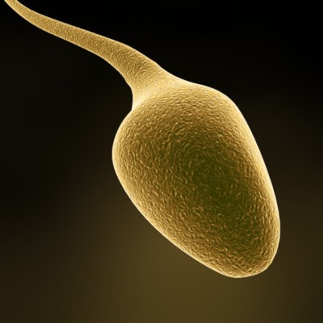 3d Model Sperm Cell 2