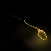 sperm cell 2.max