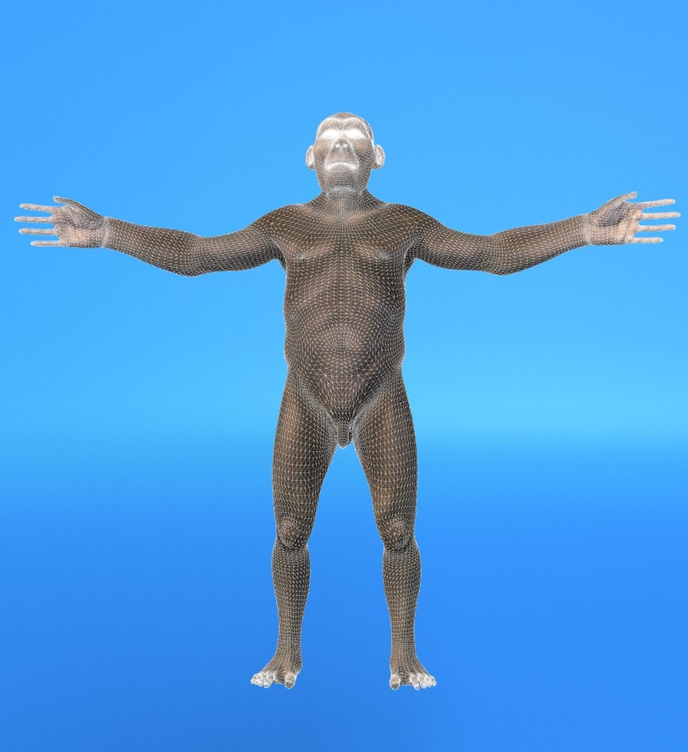 Australopithecus Men 3d Lwo