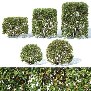 hedge cotoneaster cube 3D