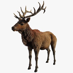 Elk