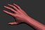 Realistic Female Arm