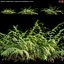 Mother spleenwort - Asplenium bulbiferum - Fern 02 3D model