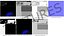Photomobile Black