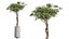 AV Set de Plantas de Interior 406 Cunjevoi Alocasia y Euphorbia Drupifera y Schefflera Arboricola