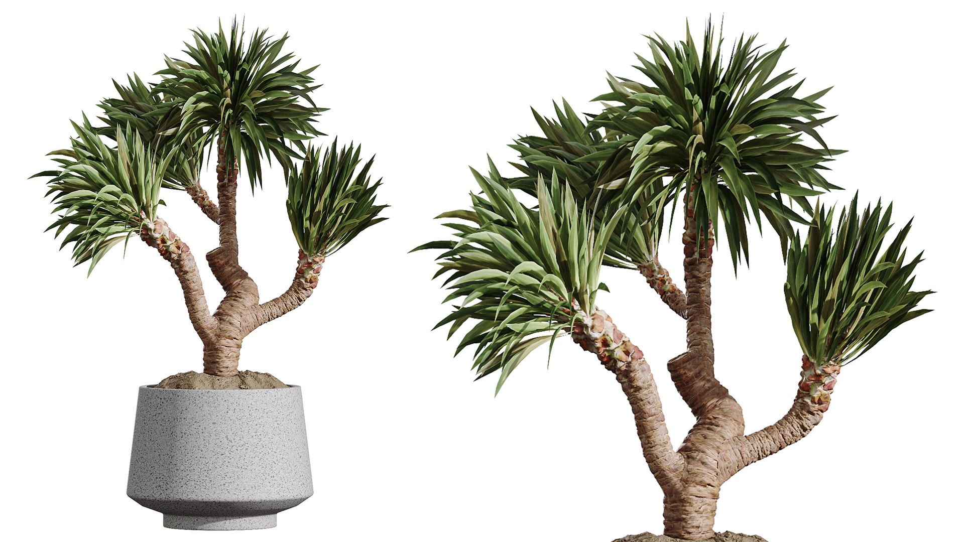 3D AV Indoor Plants Set 406 Cunjevoi Alocasia and Euphorbia Drupifera and Schefflera Arboricola https://p.turbosquid.com/ts-thumb/wB/qbTkHD/WF/05/png/1763535688/1920x1080/fit_q87/deeb4fd6b9dc9ceb628a677bc4357bc64a1bd09b/05.jpg
