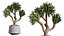 AV Set de Plantas de Interior 406 Cunjevoi Alocasia y Euphorbia Drupifera y Schefflera Arboricola