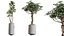 AV Set de Plantas de Interior 406 Cunjevoi Alocasia y Euphorbia Drupifera y Schefflera Arboricola