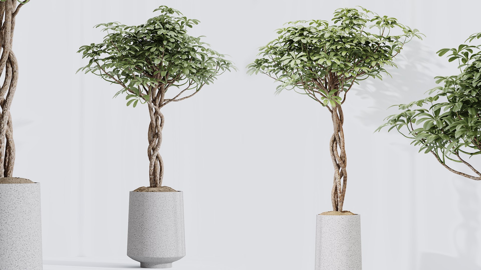 3D AV Indoor Plants Set 406 Cunjevoi Alocasia and Euphorbia Drupifera and Schefflera Arboricola https://p.turbosquid.com/ts-thumb/wB/qbTkHD/c9/03/png/1763535687/1920x1080/fit_q87/141f7a32b7a44692d5635b404832693589eff20f/03.jpg